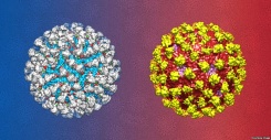 This is an artist's rendering of the antibody 2D22 neutralizing the dengue virus serotype 2.